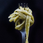 The Good Food Project logo